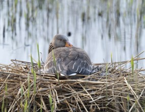 Greylag goose (Anser anser) sitting on the nest and breeding, blue water, Lower Saxony, Germany