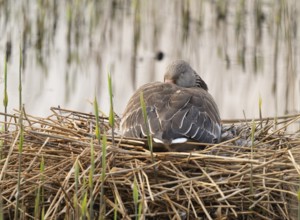 Greylag goose (Anser anser) sitting on the nest and incubating, eyes closed, Lower Saxony, Germany