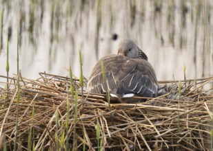 Greylag goose (Anser anser) sitting on the nest and breeding, Lower Saxony, Germany