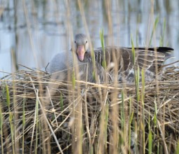 Greylag goose (Anser anser) sitting on the nest and breeding, blue water, Lower Saxony, Germany