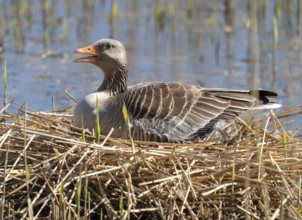 Greylag goose (Anser anser) sitting on the nest and breeding, blue water, Lower Saxony, Germany