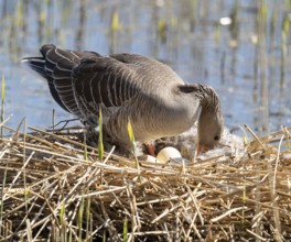 Greylag goose (Anser anser) standing on the nest and turning the eggs, Lower Saxony, Germany