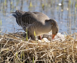 Greylag goose (Anser anser) standing on the nest and turning the eggs, Lower Saxony, Germany