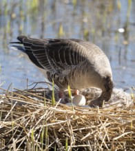 Greylag goose (Anser anser) standing on the nest and turning the eggs, Lower Saxony, Germany