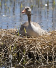 Greylag goose (Anser anser) sitting on the nest and breeding, blue water, Lower Saxony, Germany