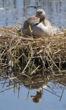 Greylag goose (Anser anser) sitting on the nest and breeding, blue water, Lower Saxony, Germany