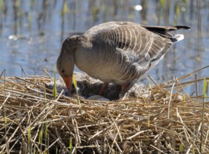 Greylag goose (Anser anser) standing on the nest and turning the eggs, Lower Saxony, Germany