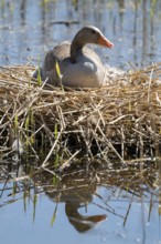 Greylag goose (Anser anser) sitting on the nest and breeding, blue water, Lower Saxony, Germany