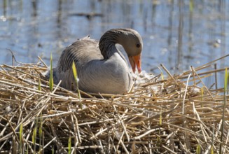 Greylag goose (Anser anser) sitting on the nest and breeding, blue water, Lower Saxony, Germany