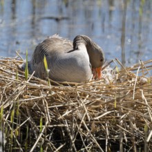Greylag goose (Anser anser) sitting on the nest and breeding, blue water, Lower Saxony, Germany