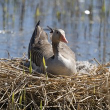 Greylag goose (Anser anser) sitting on the nest and breeding, blue water, Lower Saxony, Germany