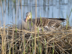 Greylag goose (Anser anser) sitting on the nest and breeding, blue water, Lower Saxony, Germany