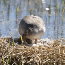 Greylag goose (Anser anser) standing on the nest and turning the eggs, Lower Saxony, Germany