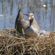 Greylag goose (Anser anser) sitting on the nest and breeding, blue water, Lower Saxony, Germany