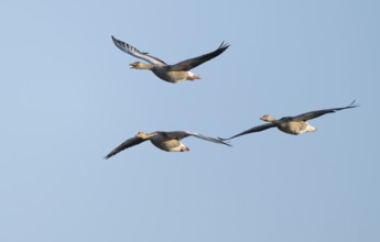 Greylag goose (Anser anser), three greylag geese in flight, blue sky, Lower Saxony, Germany