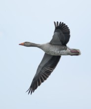 Greylag goose (Anser anser) in flight, Lower Saxony, Germany