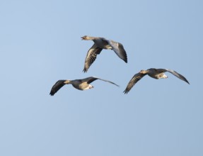 Greylag goose (Anser anser), three greylag geese in flight, blue sky, Lower Saxony, Germany