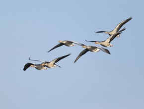 Greylag goose (Anser anser), a flock of greylag geese in flight, blue sky, Lower Saxony, Germany