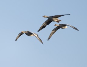 Greylag goose (Anser anser), three greylag geese in flight, blue sky, Lower Saxony, Germany