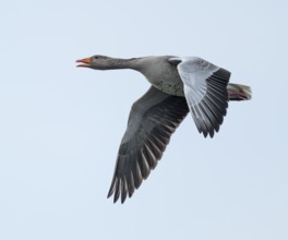 Greylag goose (Anser anser) calling in flight, Lower Saxony, Germany