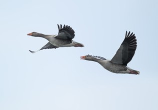 Greylag goose (Anser anser), two greylag geese in flight, Lower Saxony, Germany