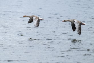 Greylag goose (Anser anser), two greylag geese in flight over a body of water, Lower Saxony,