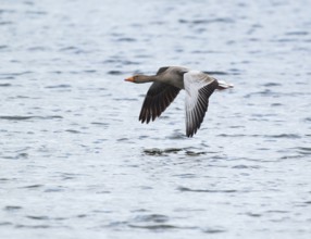 Greylag goose (Anser anser) in flight over a body of water, Lower Saxony, Germany