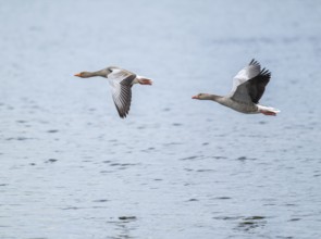 Greylag goose (Anser anser), two greylag geese in flight over a body of water, Lower Saxony,