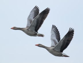Greylag goose (Anser anser), two greylag geese in flight, Lower Saxony, Germany