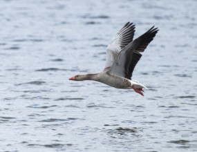 Greylag goose (Anser anser) in flight over a body of water, Lower Saxony, Germany