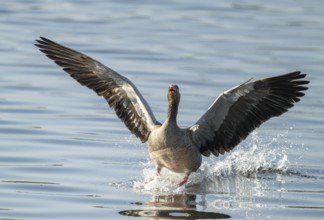 Greylag goose (Anser anser) approaching a body of water, Lower Saxony, Germany