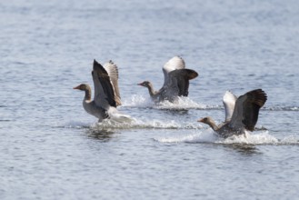 Greylag goose (Anser anser), three greylag geese land on a body of water, Lower Saxony, Germany