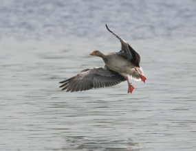 Greylag goose (Anser anser) approaching a body of water, Lower Saxony, Germany