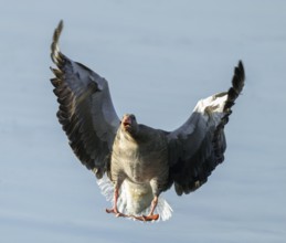 Greylag goose (Anser anser) calling on approach to a body of water, Lower Saxony, Germany