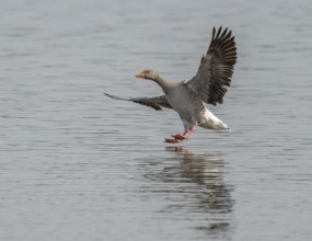 Greylag goose (Anser anser) approaching a body of water, Lower Saxony, Germany