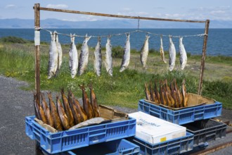 Smoked and fresh fish hanging on a rack for sale next to a lake in a rural setting, fish sale on
