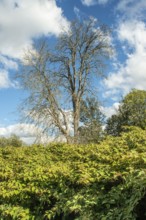 Dead tree among Japanese Knotweed (Fallopia Japonica), an invasive piece in a forest clearing in