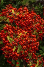 Scarlet firethorn (Pyracantha coccinea) red berrie in Ystad, Skåne county, Sweden, Scandinavia