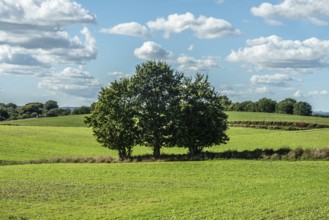 Three trees on green fields in Ystad municipality, Skåne county, Sweden, Scandinavia