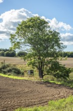 Lonely tree with hunting tower in farmland in Ystad municipality, Skåne county, Sweden, Scandinavia