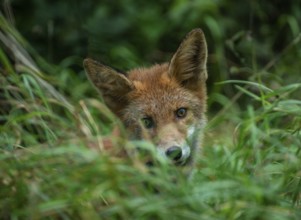 Portrait on a Red fox (Vulpes vulpes) in grassland countryside with in the summer in Ystad