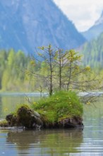 Small conifers growing on a grass-covered tree stump in Lake Dobbiaco, Lake Dobbiaco, Dobbiaco, Val