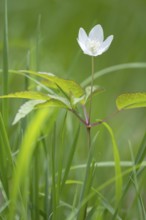Photograph of an anemone, Höhlenstein Valley, South Tyrol, Italy