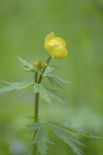 Photograph of a spring pea (Lathyrus vernus), Höhlenstein Valley, South Tyrol, Italy
