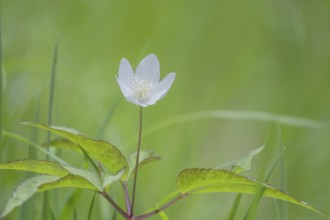 Photograph of an anemone, Höhlenstein Valley, South Tyrol, Italy