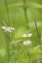 Photograph of a wild strawberry (Fragaria vesca), Höhlenstein Valley, South Tyrol, Italy