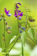 Photograph of a spring pea (Lathyrus vernus), Höhlenstein Valley, South Tyrol, Italy