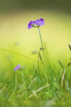 Photograph of a flour primrose (Primula farinosa), Toblach, Höhlensteintal, South Tyrol, Italy