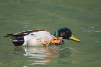 A mallard (Anas platyrhynchos) swimming with its leg raised in Lake Dobbiaco, Dobbiaco, Val di