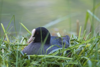 A coot (Fulica atra) sits in the nest on the shore of Lake Toblach, Oblach, Höhlenstein Valley,
